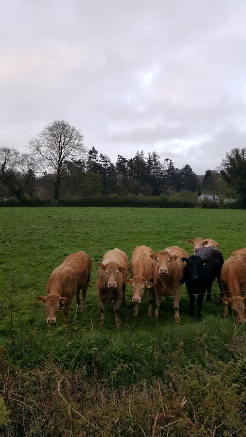 Brandon View House B&B Graiguenamanagh Kültér fotó